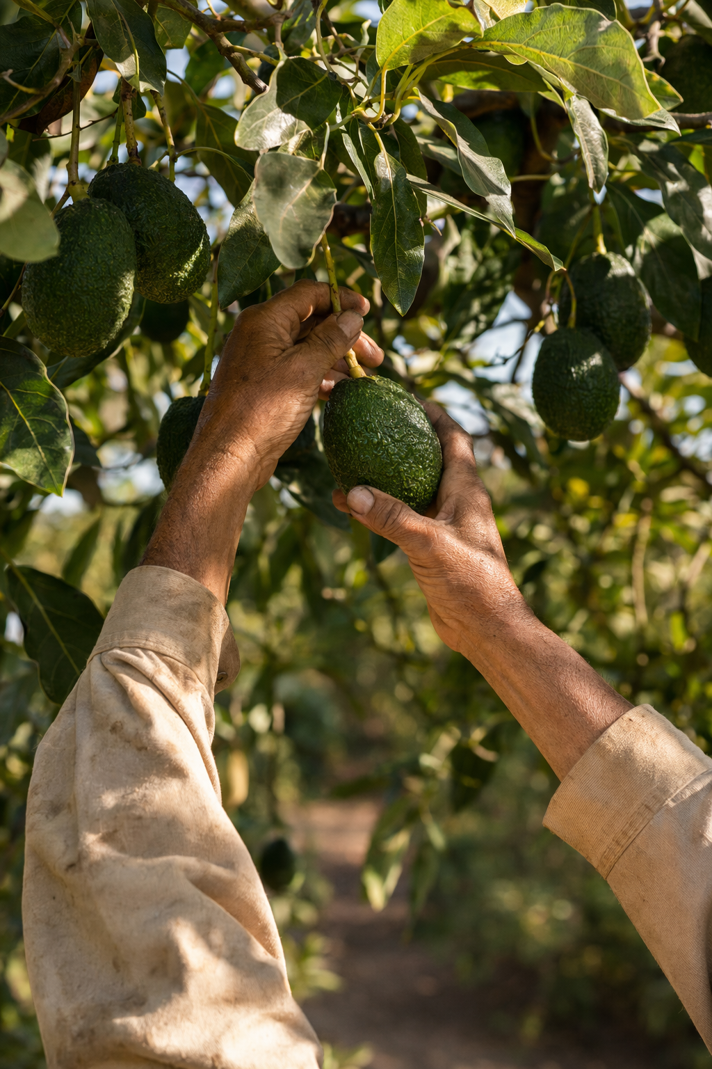 A farmer plucking a ripe avocado from the tree